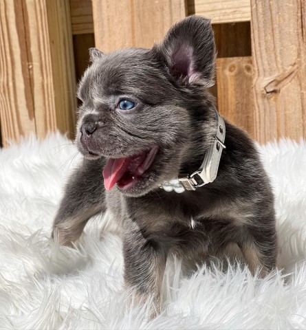 Health Trained French Bulldog puppies for sale