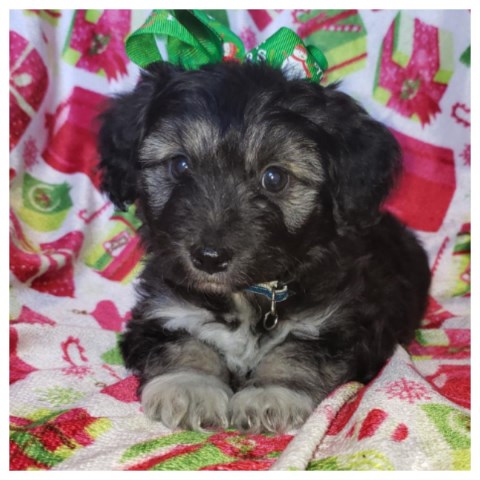 Yorkipoo puppy for sale + 59528