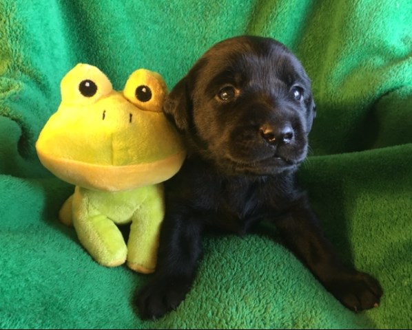 Labrador Retriever puppy for sale + 55164