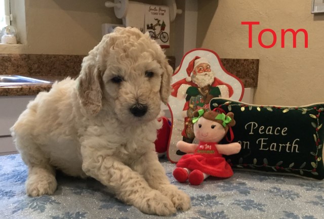 AKC Standard Poodle Tommy*Last one