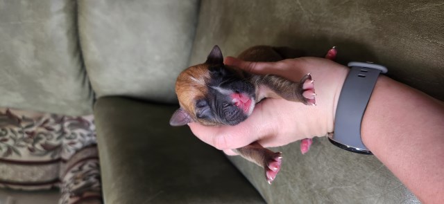 AKC Boxer pups available 8-5-25