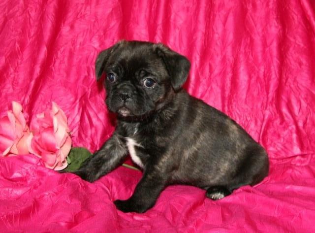 French Bulldog puppy for sale + 51792