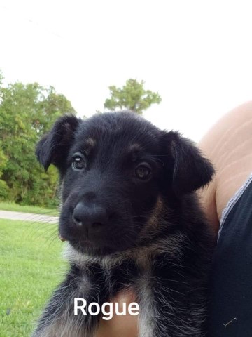 2 female German shepherds puppies