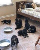 CKC German Shepherd Puppies For Adoption. German Shepherd Dog for sale/adoption