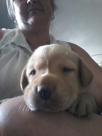 Labrador Retriever puppy for sale + 49836