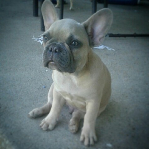 French Bulldog puppy for sale + 49376
