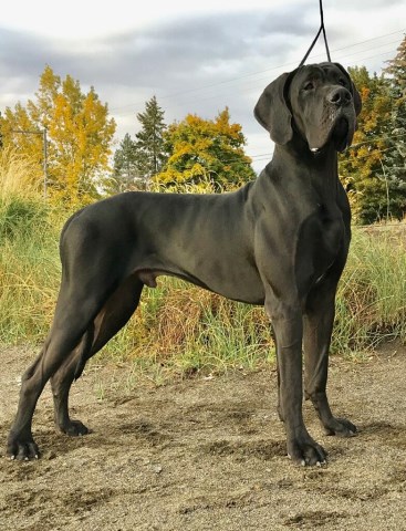 Great Dane puppy for sale + 54388