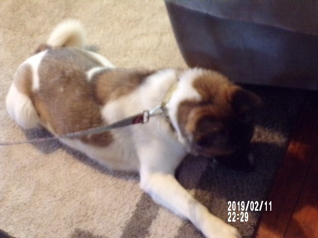 Akita puppy for sale + 55448