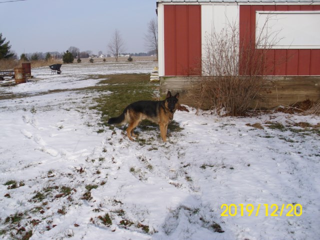 German Shepherd Dog puppy for sale + 59700