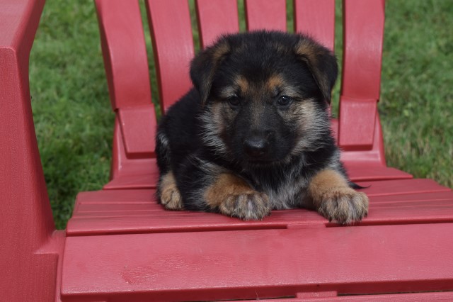 Female German Shepherd puppy