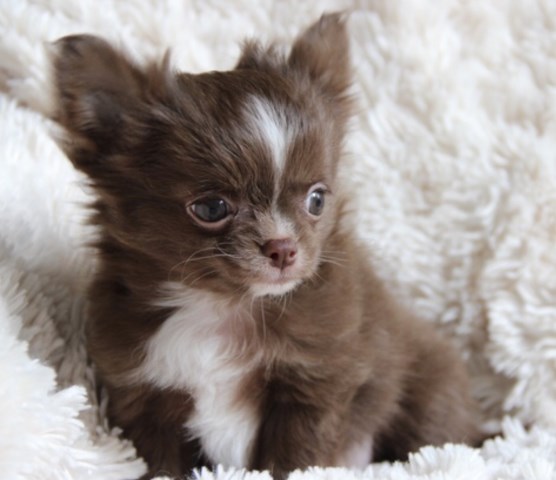 Chihuahua puppy for sale + 54023