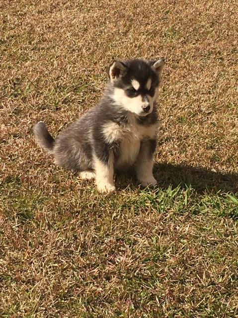 Alaskan Malamute puppy for sale + 50923
