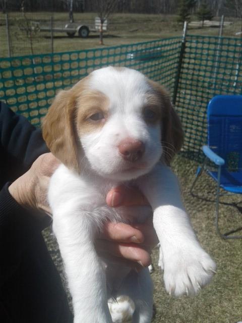 Brittany puppy for sale + 60516