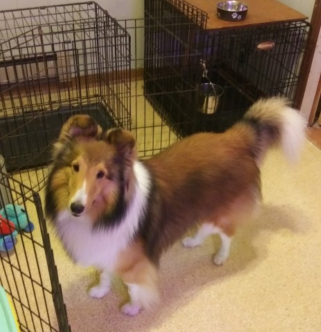 Sheltie - Sable Male