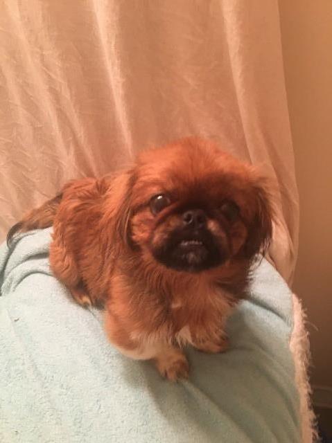 Pekingese puppy for sale + 60828