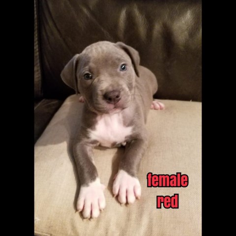 Blue Champagne Female Puppies 7 weeks