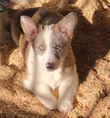 Gorgeous Miniature Australian Shepherd/Border Collie/ Corgi cross female puppy!