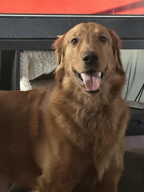 Shadow the Golden Retriever