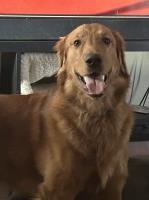 Shadow the Golden Retriever Golden Retriever for sale/adoption