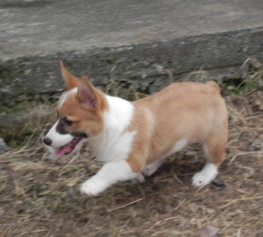 Pembroke Welsh Corgi puppy for sale + 63276
