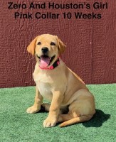 AKC Light Fox Red And Yellow Labrador Puppies Labrador Retriever for sale/adoption