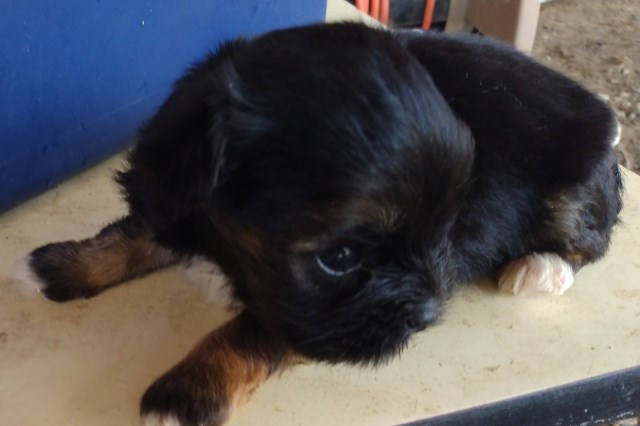 Morkie puppy for sale + 65140