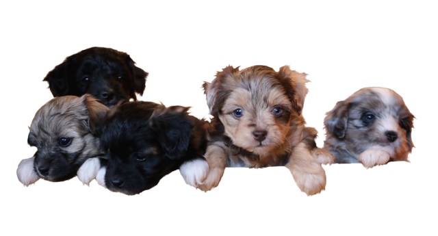 Mini & Toy Aussiedoodle Puppies for sale!