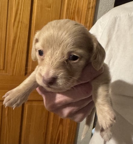 AKC Dachshund Puppies