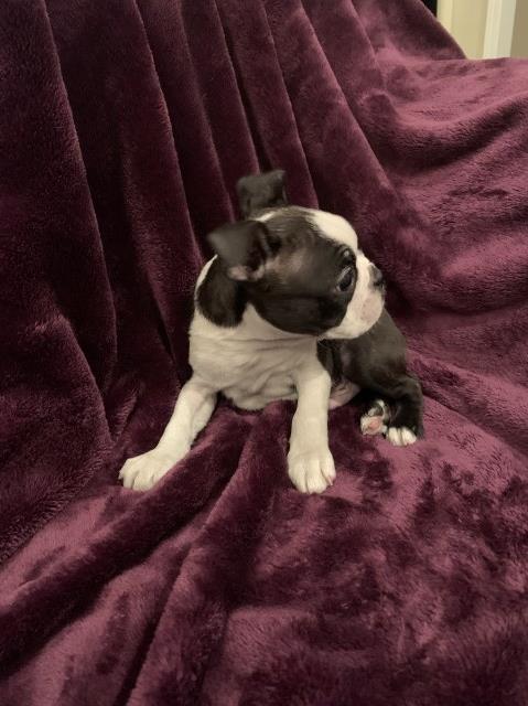 Boston Terrier puppy for sale + 59453