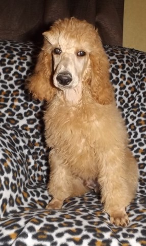 Poodle Standard puppy for sale + 60272