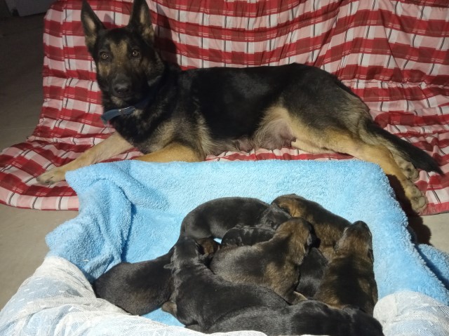 German Shepherd Dog puppy for sale + 65700