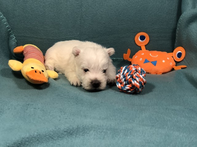 Duncan - Male West Highland White Terrier