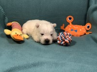 Duncan - Male West Highland White Terrier West Highland White Terrier for sale/adoption