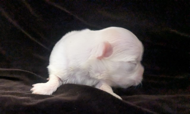 Chihuahua puppy for sale + 67230