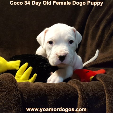 Coco Female Dogo Argentino
