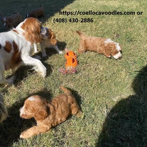 Cavaoodle puppies available