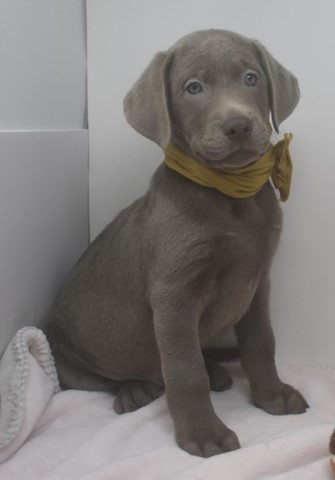 AKC Silver Labrador Retriever Puppies for Sale