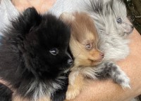 Arizona Pomeranians Pomeranian for sale/adoption