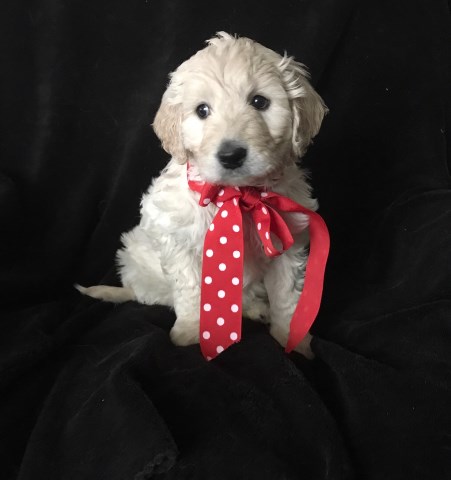 English Cream Goldendoodles