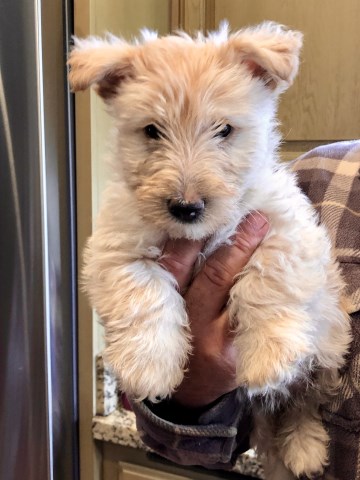 terrier scottish puppies dog