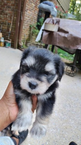 Maltese/YorKies = Morkies Puppies (ALL has been SOLD! None was sold via Facebook!