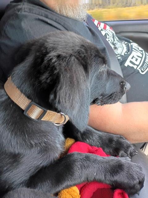 German Shepherd Dog puppy for sale + 67205
