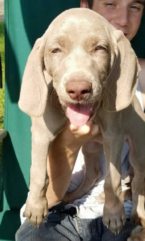 Weimaraner Puppies