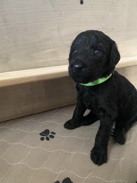 Poodle Standard puppy for sale + 62057