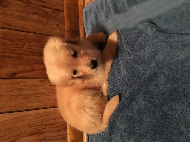 Golden Retriever puppy for sale + 53022