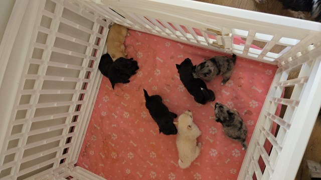 Chihuahua puppy for sale + 66535