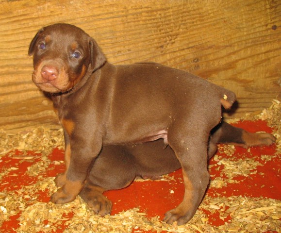 DOBERMAN PUP, RED MALE, AKC papers