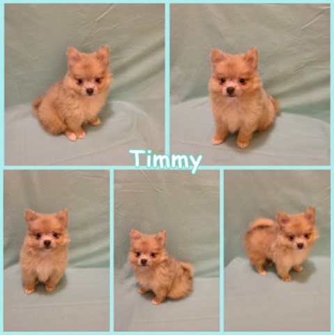 Pomeranian-Timmy-Male