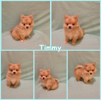 Pomeranian-Timmy-Male Pomeranian for sale/adoption