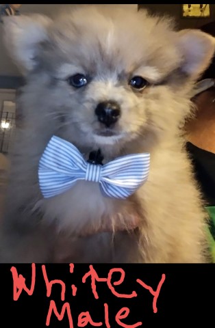 Merle Pomeranian puppies